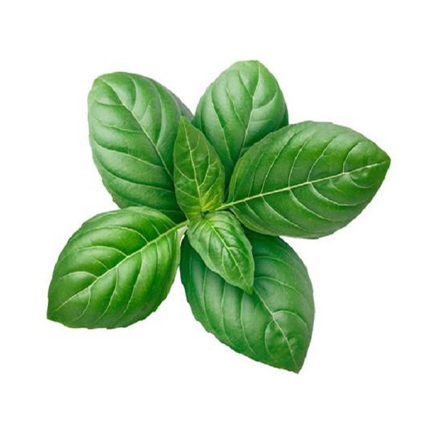 Indian Basil Oil